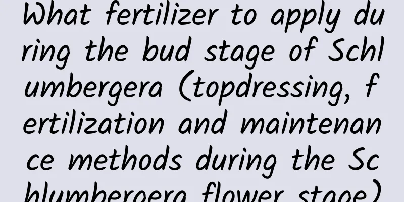 What fertilizer to apply during the bud stage of Schlumbergera (topdressing, fertilization and maintenance methods during the Schlumbergera flower stage)