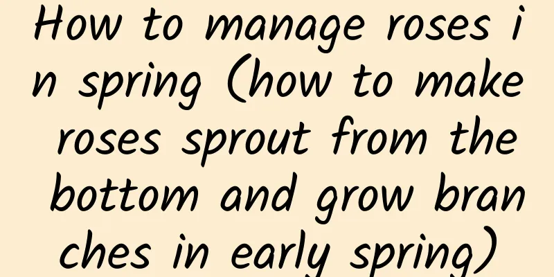 How to manage roses in spring (how to make roses sprout from the bottom and grow branches in early spring)