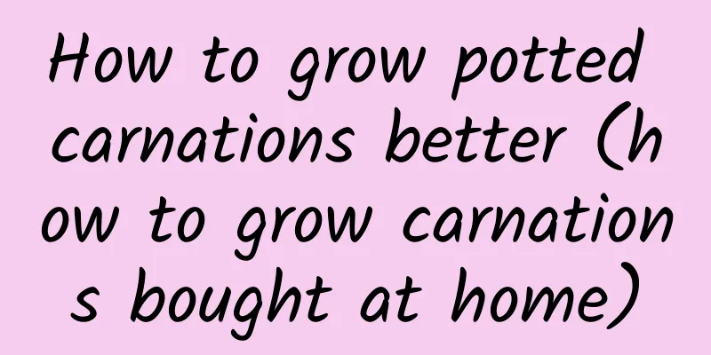 How to grow potted carnations better (how to grow carnations bought at home)
