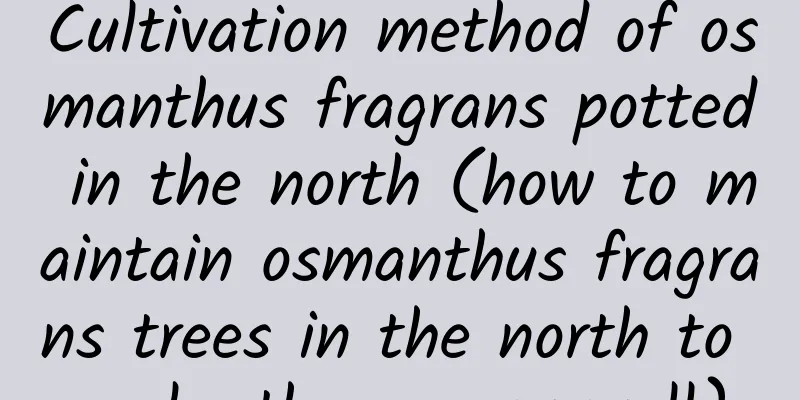 Cultivation method of osmanthus fragrans potted in the north (how to maintain osmanthus fragrans trees in the north to make them grow well)