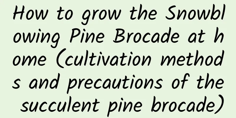 How to grow the Snowblowing Pine Brocade at home (cultivation methods and precautions of the succulent pine brocade)