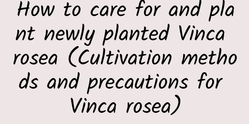 How to care for and plant newly planted Vinca rosea (Cultivation methods and precautions for Vinca rosea)