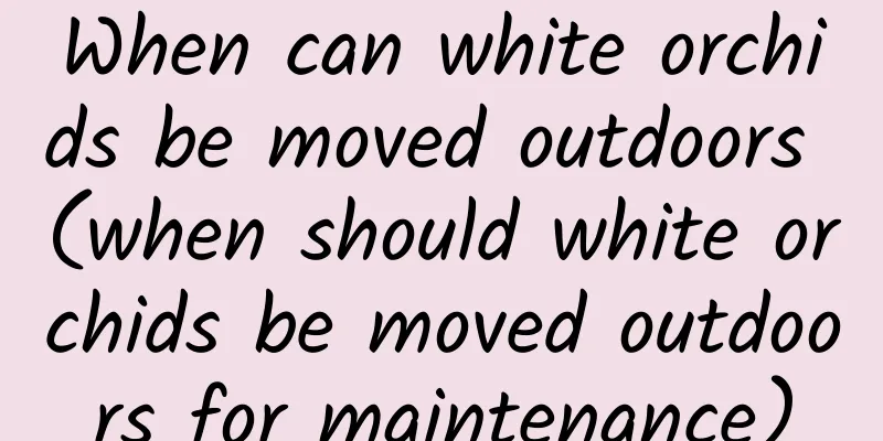 When can white orchids be moved outdoors (when should white orchids be moved outdoors for maintenance)