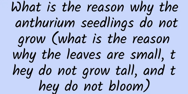 What is the reason why the anthurium seedlings do not grow (what is the reason why the leaves are small, they do not grow tall, and they do not bloom)