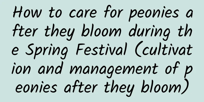 How to care for peonies after they bloom during the Spring Festival (cultivation and management of peonies after they bloom)