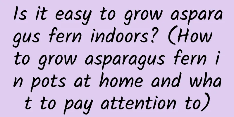 Is it easy to grow asparagus fern indoors? (How to grow asparagus fern in pots at home and what to pay attention to)