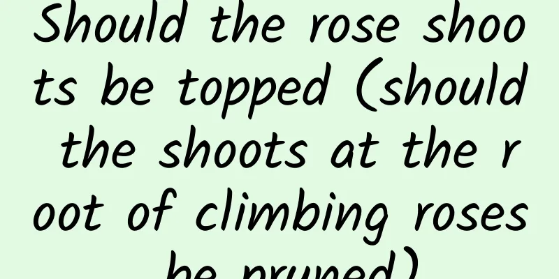 Should the rose shoots be topped (should the shoots at the root of climbing roses be pruned)