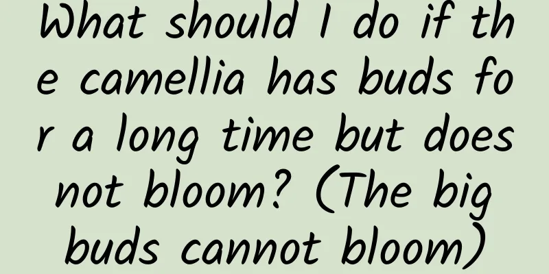 What should I do if the camellia has buds for a long time but does not bloom? (The big buds cannot bloom)