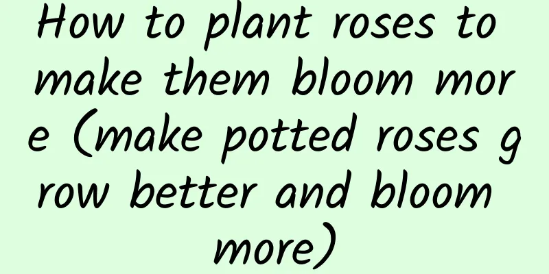 How to plant roses to make them bloom more (make potted roses grow better and bloom more)