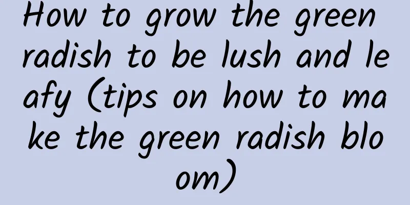How to grow the green radish to be lush and leafy (tips on how to make the green radish bloom)