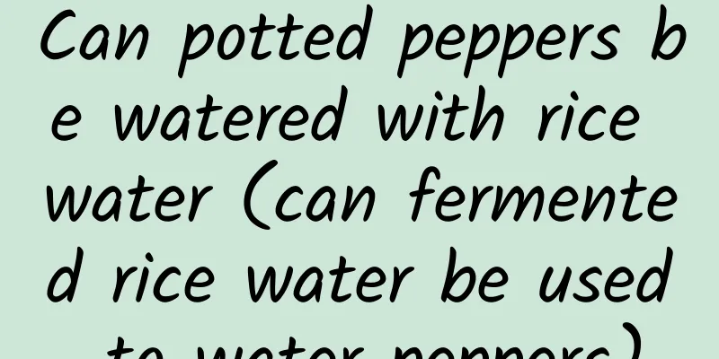 Can potted peppers be watered with rice water (can fermented rice water be used to water peppers)