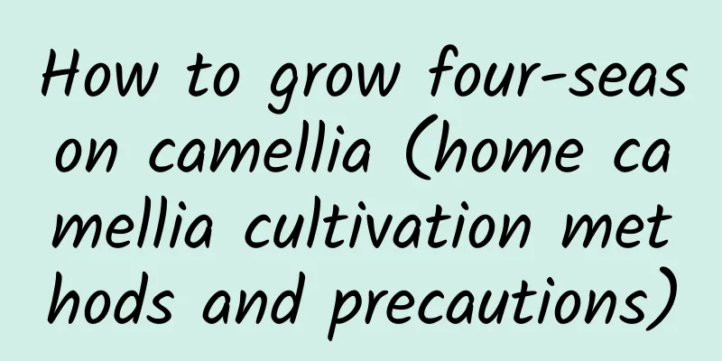 How to grow four-season camellia (home camellia cultivation methods and precautions)