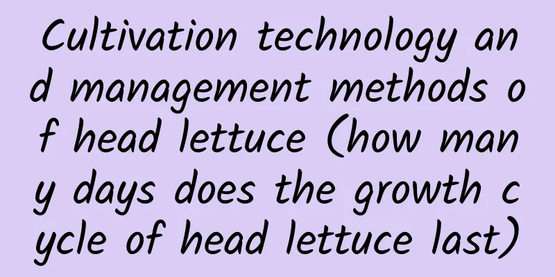 Cultivation technology and management methods of head lettuce (how many days does the growth cycle of head lettuce last)