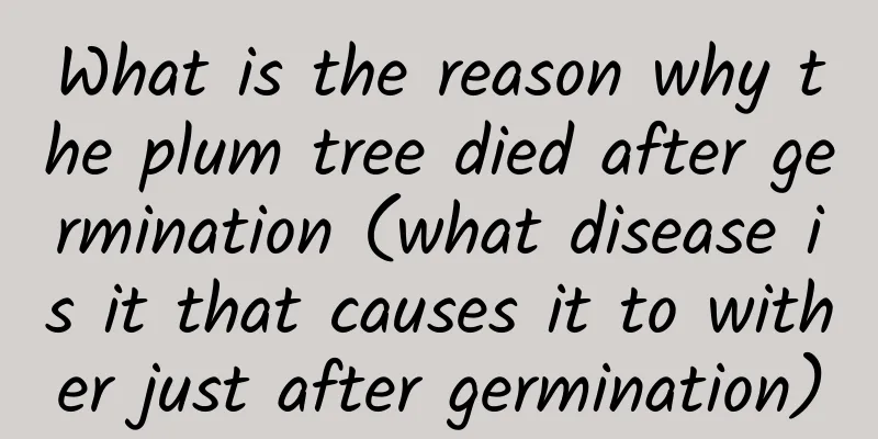 What is the reason why the plum tree died after germination (what disease is it that causes it to wither just after germination)