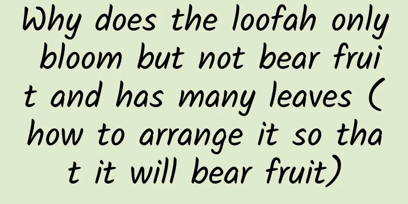 Why does the loofah only bloom but not bear fruit and has many leaves (how to arrange it so that it will bear fruit)