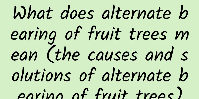 What does alternate bearing of fruit trees mean (the causes and solutions of alternate bearing of fruit trees)
