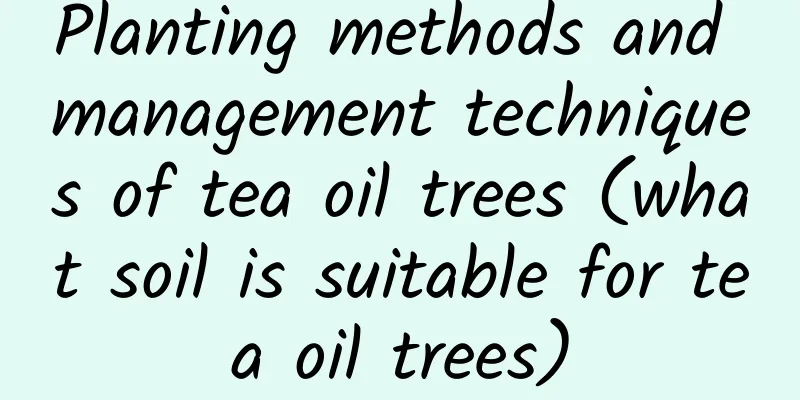 Planting methods and management techniques of tea oil trees (what soil is suitable for tea oil trees)