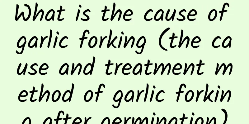 What is the cause of garlic forking (the cause and treatment method of garlic forking after germination)