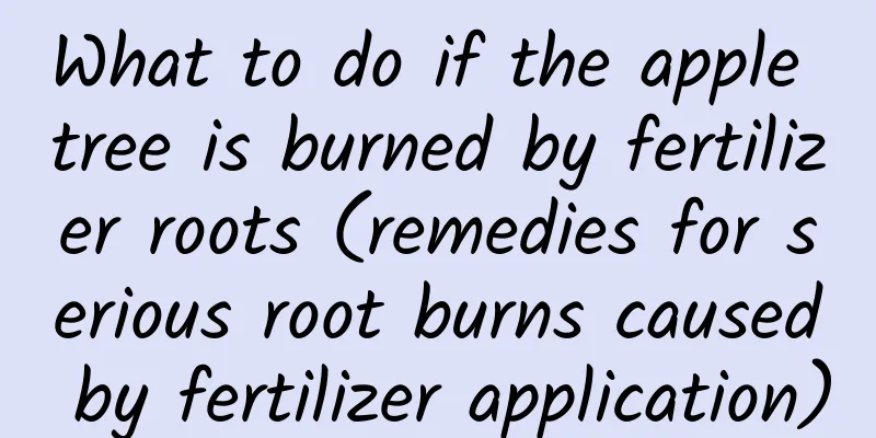 What to do if the apple tree is burned by fertilizer roots (remedies for serious root burns caused by fertilizer application)