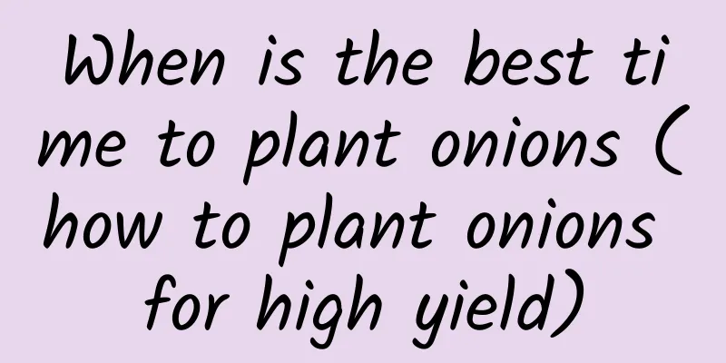 When is the best time to plant onions (how to plant onions for high yield)