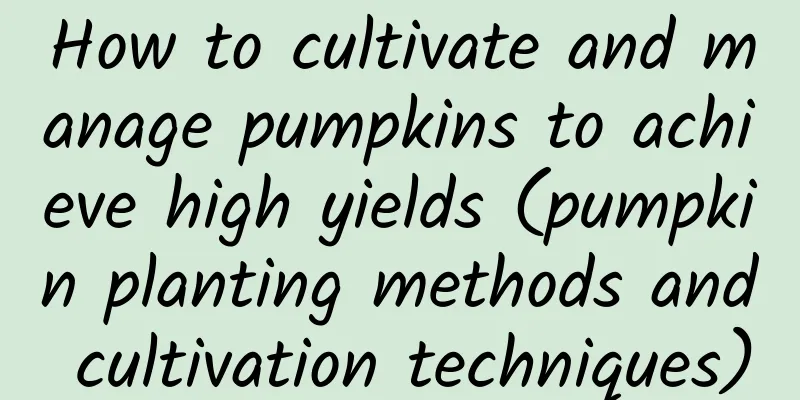 How to cultivate and manage pumpkins to achieve high yields (pumpkin planting methods and cultivation techniques)