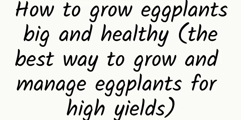 How to grow eggplants big and healthy (the best way to grow and manage eggplants for high yields)