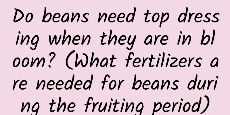 Do beans need top dressing when they are in bloom? (What fertilizers are needed for beans during the fruiting period)