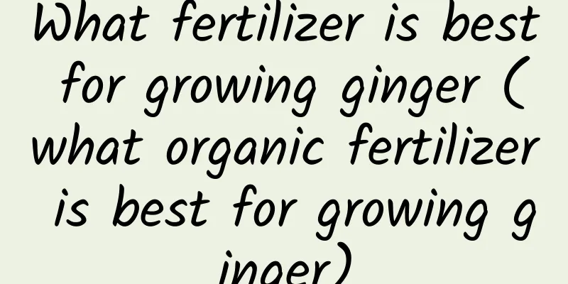 What fertilizer is best for growing ginger (what organic fertilizer is best for growing ginger)