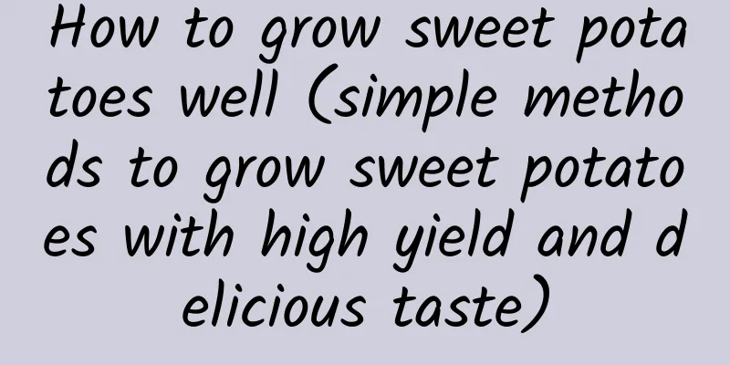 How to grow sweet potatoes well (simple methods to grow sweet potatoes with high yield and delicious taste)