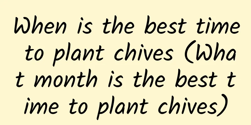 When is the best time to plant chives (What month is the best time to plant chives)
