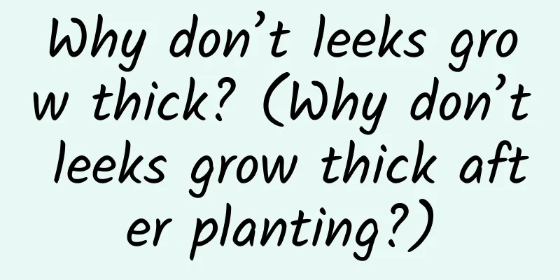 Why don’t leeks grow thick? (Why don’t leeks grow thick after planting?)