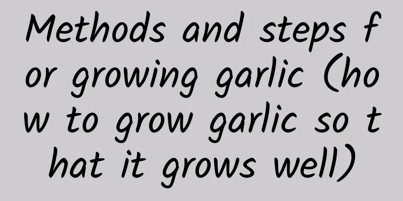 Methods and steps for growing garlic (how to grow garlic so that it grows well)