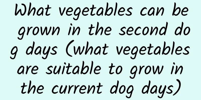 What vegetables can be grown in the second dog days (what vegetables are suitable to grow in the current dog days)