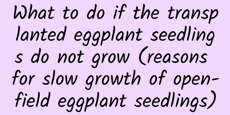 What to do if the transplanted eggplant seedlings do not grow (reasons for slow growth of open-field eggplant seedlings)