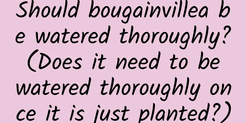 Should bougainvillea be watered thoroughly? (Does it need to be watered thoroughly once it is just planted?)