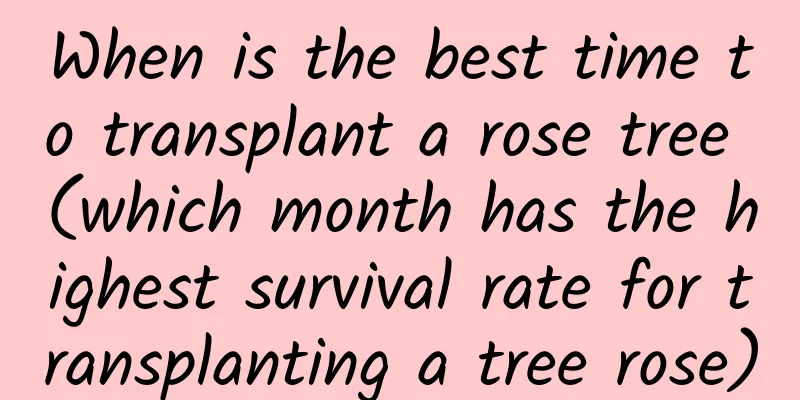 When is the best time to transplant a rose tree (which month has the highest survival rate for transplanting a tree rose)
