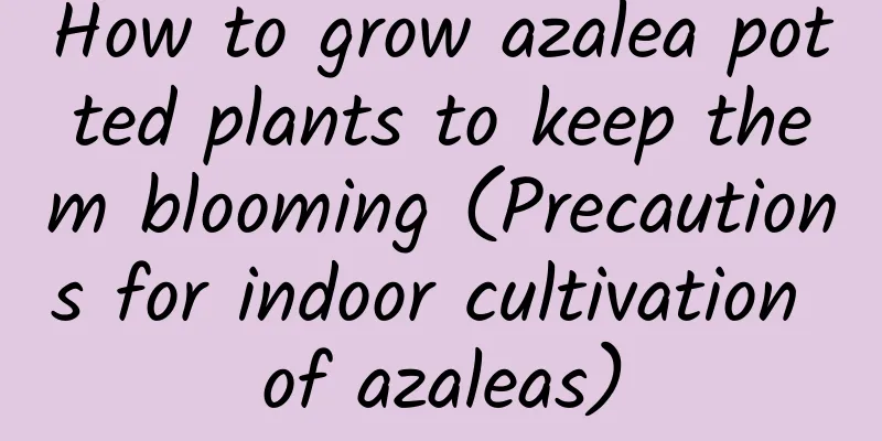 How to grow azalea potted plants to keep them blooming (Precautions for indoor cultivation of azaleas)
