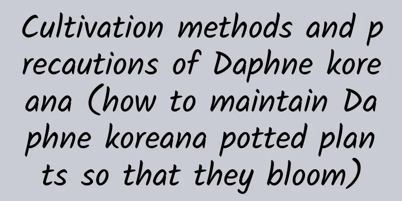 Cultivation methods and precautions of Daphne koreana (how to maintain Daphne koreana potted plants so that they bloom)
