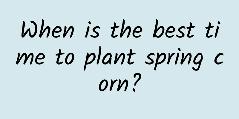 When is the best time to plant spring corn?