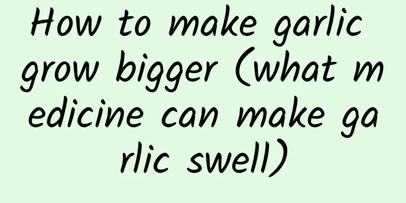 How to make garlic grow bigger (what medicine can make garlic swell)