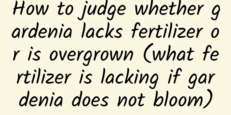 How to judge whether gardenia lacks fertilizer or is overgrown (what fertilizer is lacking if gardenia does not bloom)