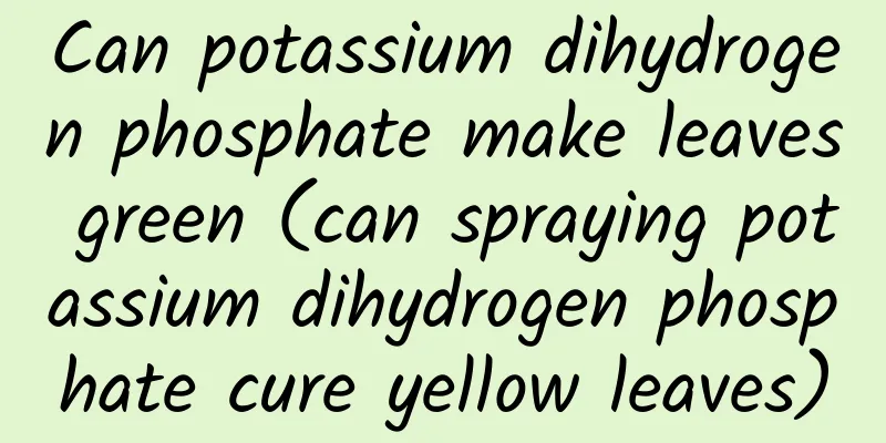 Can potassium dihydrogen phosphate make leaves green (can spraying potassium dihydrogen phosphate cure yellow leaves)