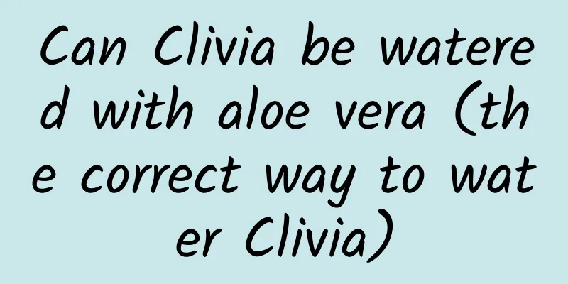 Can Clivia be watered with aloe vera (the correct way to water Clivia)