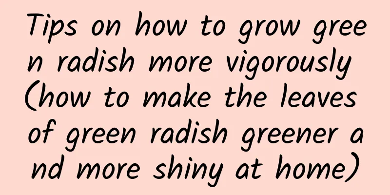 Tips on how to grow green radish more vigorously (how to make the leaves of green radish greener and more shiny at home)