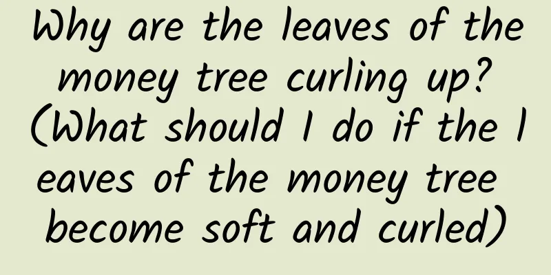 Why are the leaves of the money tree curling up? (What should I do if the leaves of the money tree become soft and curled)
