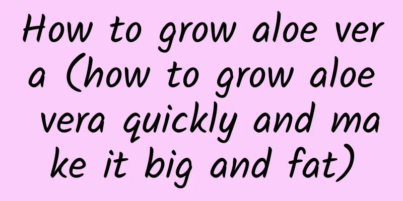 How to grow aloe vera (how to grow aloe vera quickly and make it big and fat)