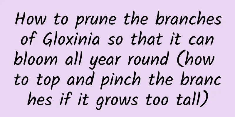 How to prune the branches of Gloxinia so that it can bloom all year round (how to top and pinch the branches if it grows too tall)