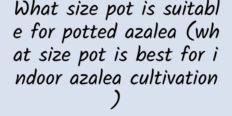 What size pot is suitable for potted azalea (what size pot is best for indoor azalea cultivation)