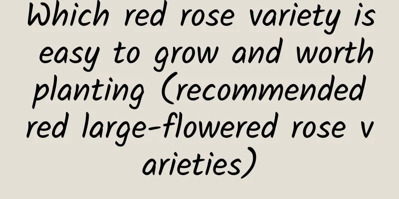 Which red rose variety is easy to grow and worth planting (recommended red large-flowered rose varieties)