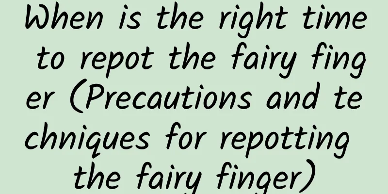 When is the right time to repot the fairy finger (Precautions and techniques for repotting the fairy finger)